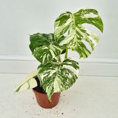 40 - 50cm Variegated Monstera Albo 17cm Pot House Plant (Choose Your Own)
