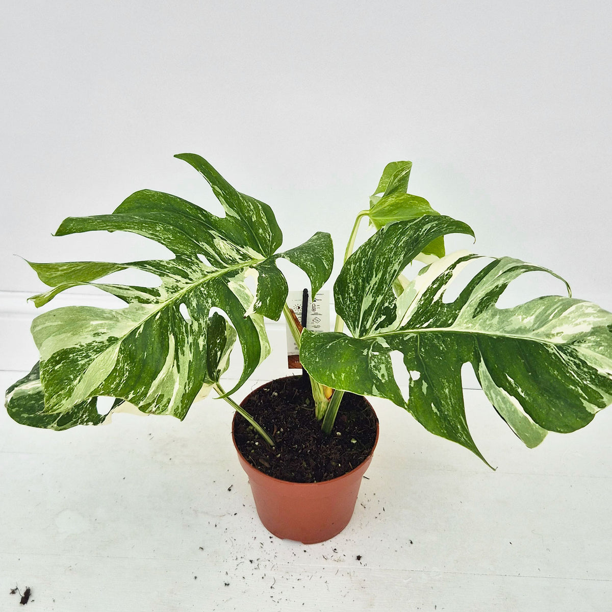 40 - 50cm Variegated Monstera Albo 17cm Pot House Plant (Choose Your Own)