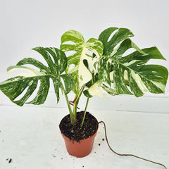 40 - 50cm Variegated Monstera Albo 17cm Pot House Plant (Choose Your Own)