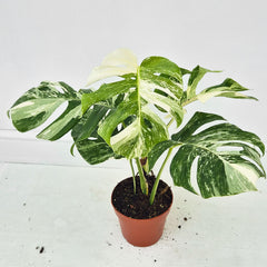 40 - 50cm Variegated Monstera Albo 17cm Pot House Plant (Choose Your Own)