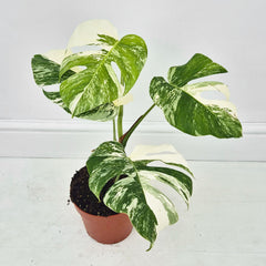 40 - 50cm Variegated Monstera Albo 17cm Pot House Plant (Choose Your Own)