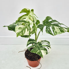 40 - 50cm Variegated Monstera Albo 17cm Pot House Plant (Choose Your Own)