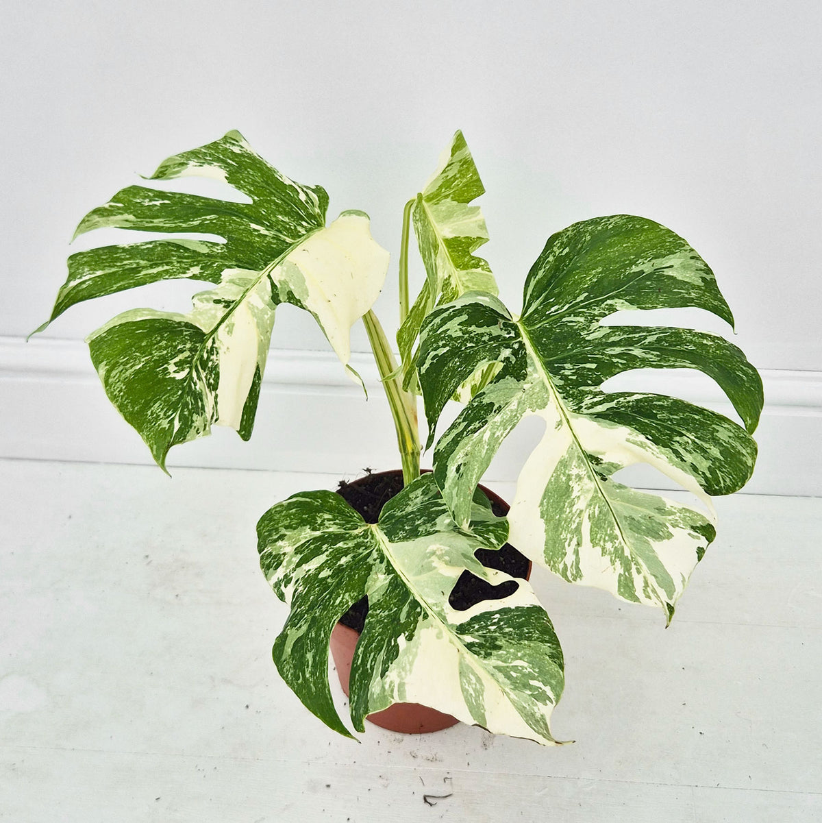 40 - 50cm Variegated Monstera Albo 17cm Pot House Plant (Choose Your Own)