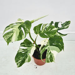 40 - 50cm Variegated Monstera Albo 17cm Pot House Plant (Choose Your Own)