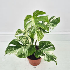 40 - 50cm Variegated Monstera Albo 17cm Pot House Plant (Choose Your Own)