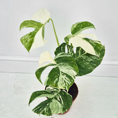40 - 50cm Variegated Monstera Albo 17cm Pot House Plant (Choose Your Own)