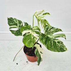 40 - 50cm Variegated Monstera Albo 17cm Pot House Plant (Choose Your Own)