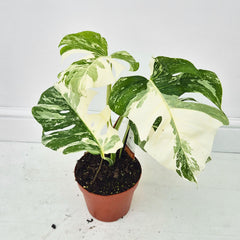 40 - 50cm Variegated Monstera Albo 17cm Pot House Plant (Choose Your Own)