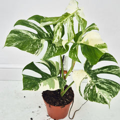 40 - 50cm Variegated Monstera Albo 17cm Pot House Plant (Choose Your Own)