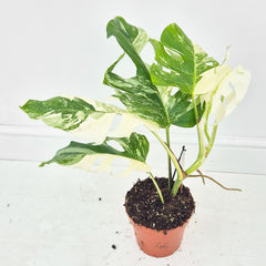 40 - 50cm Variegated Monstera Albo 17cm Pot House Plant (Choose Your Own)