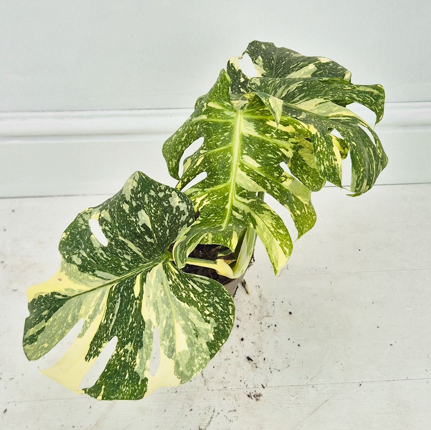 Choose Your Own) Creme Brulee Monstera 12cm Pot 20