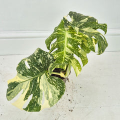 (Choose Your Own) Creme Brulee Monstera 12cm Pot 20 - 30cm Height