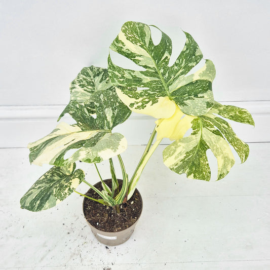 (Choose Your Own) Creme Brulee Monstera 12cm Pot 20 - 30cm Height