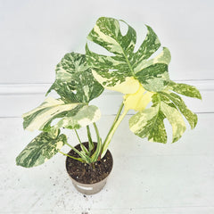 (Choose Your Own) Creme Brulee Monstera 12cm Pot 20 - 30cm Height