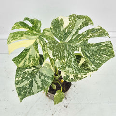(Choose Your Own) Creme Brulee Monstera 12cm Pot 20 - 30cm Height