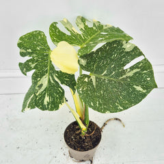 (Choose Your Own) Creme Brulee Monstera 12cm Pot 20 - 30cm Height