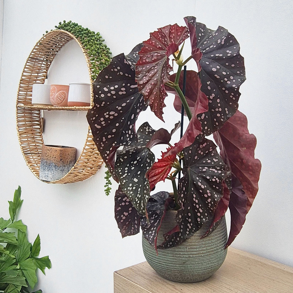 30 - 40cm Begonia Cracklin Rose 12cm Pot House Plant
