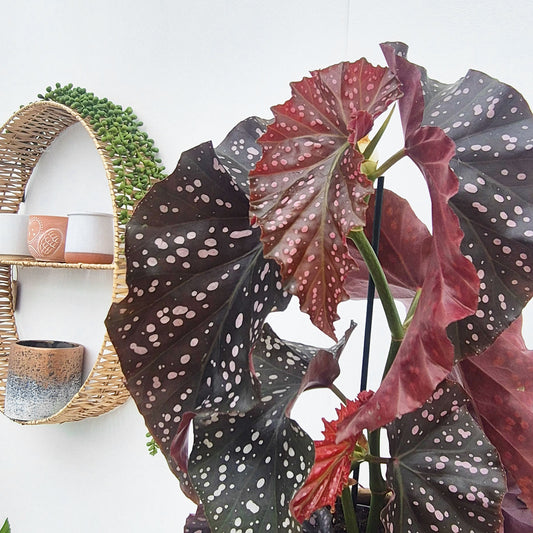 30 - 40cm Begonia Cracklin Rose 12cm Pot House Plant