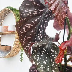 30 - 40cm Begonia Cracklin Rose 12cm Pot House Plant