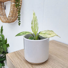 Spathiphyllum Sensation Variegated House Plant 6cm Pot