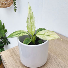 Spathiphyllum Sensation Variegated House Plant 6cm Pot