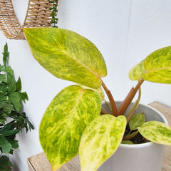 Philodendron Painted Lady House Plant 6cm Pot