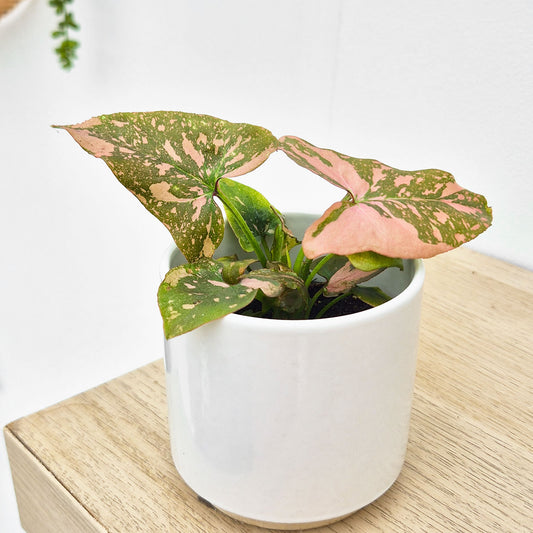 Syngonium Pink Splash House Plant 6cm Pot