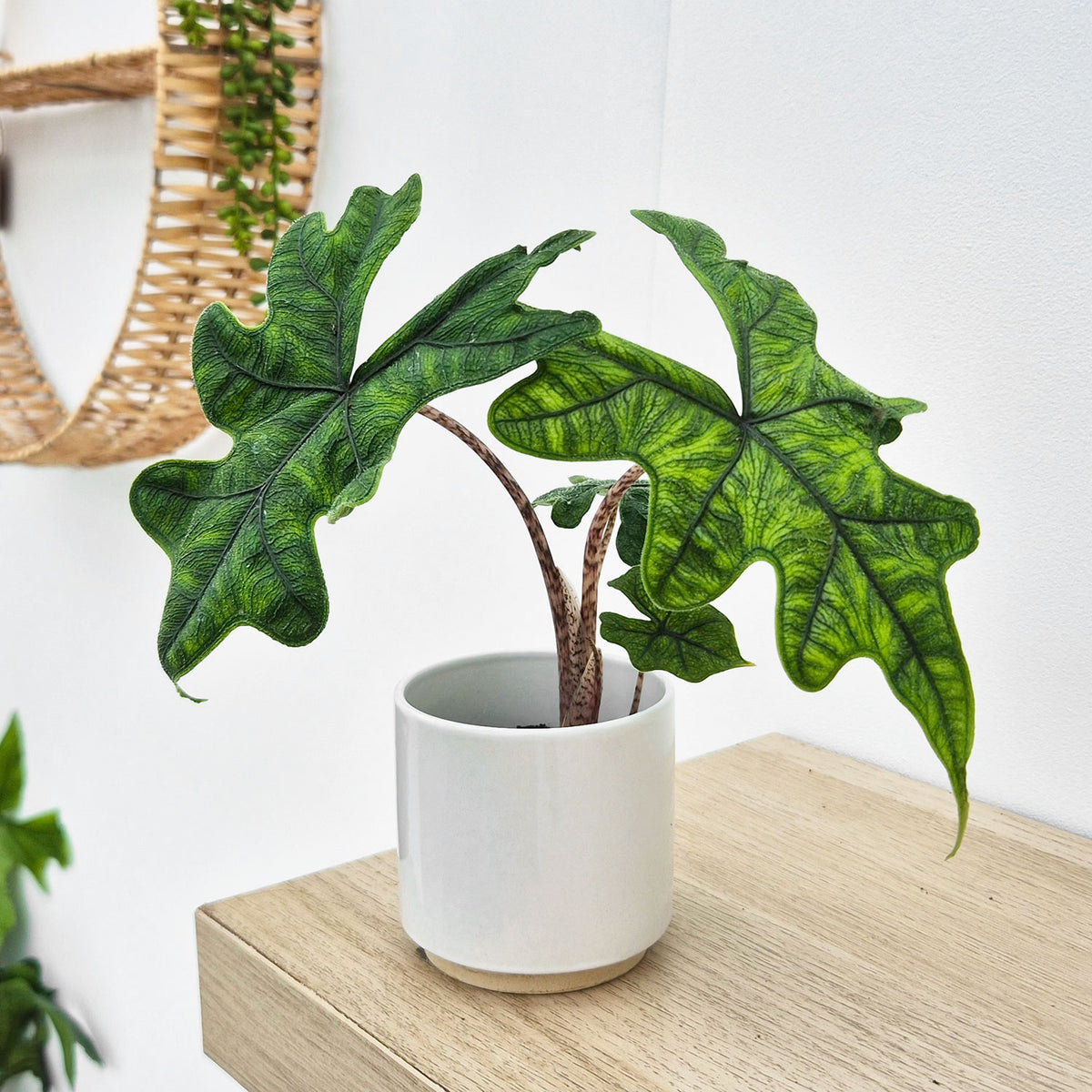 Alocasia Jacklyn Elephant Ear Pot House Plant