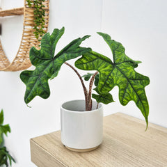 Alocasia Jacklyn Elephant Ear Pot House Plant