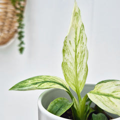 Spathiphyllum Sensation Variegated House Plant 6cm Pot