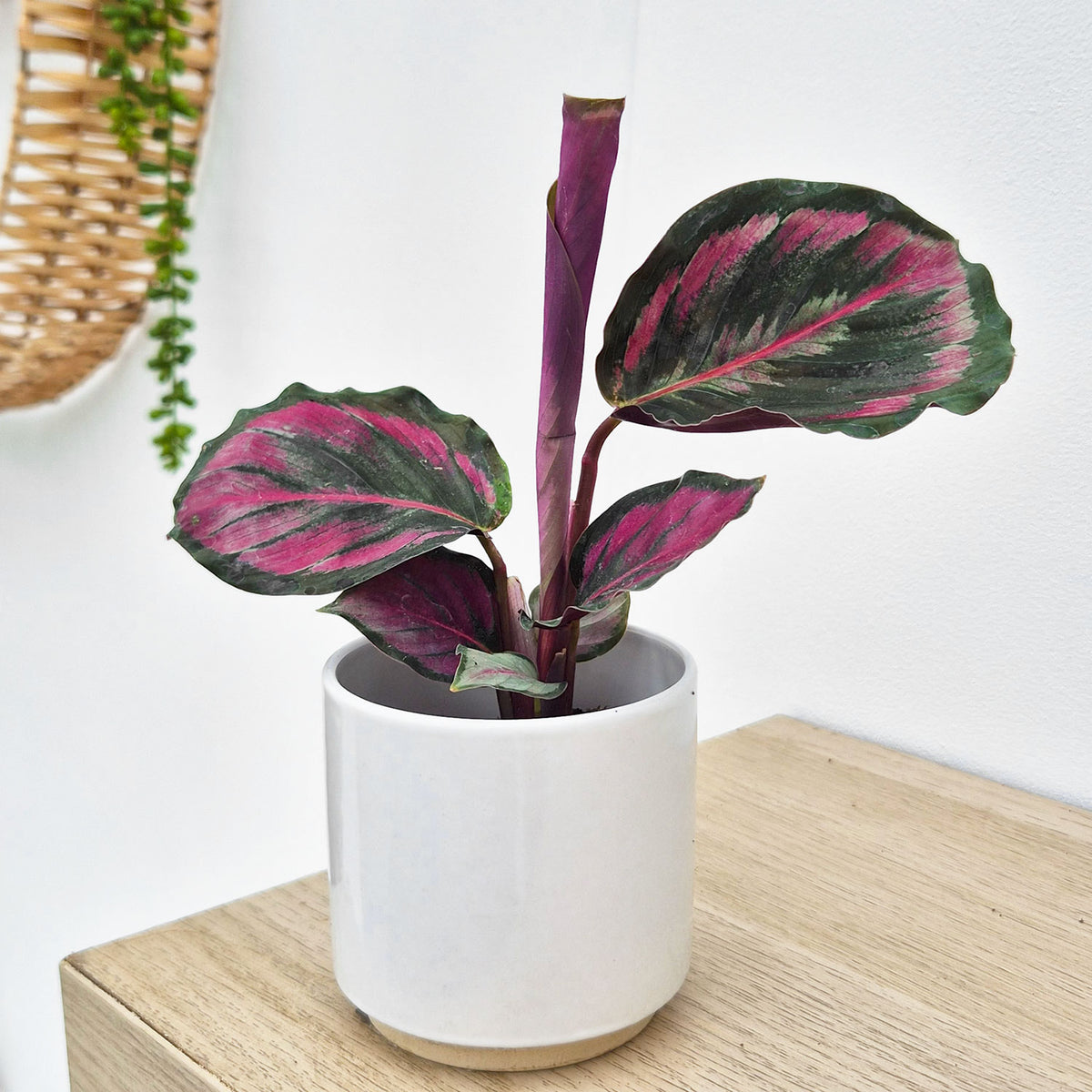 Calathea Roseopicta Illustrious Dottie Prayer Plant House Plant 6cm Pot
