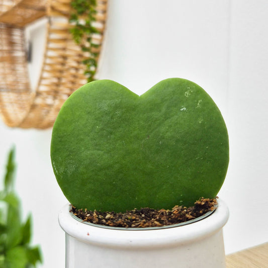 Hoya Kerri Sweetheart Plant House Plant 6cm Pot