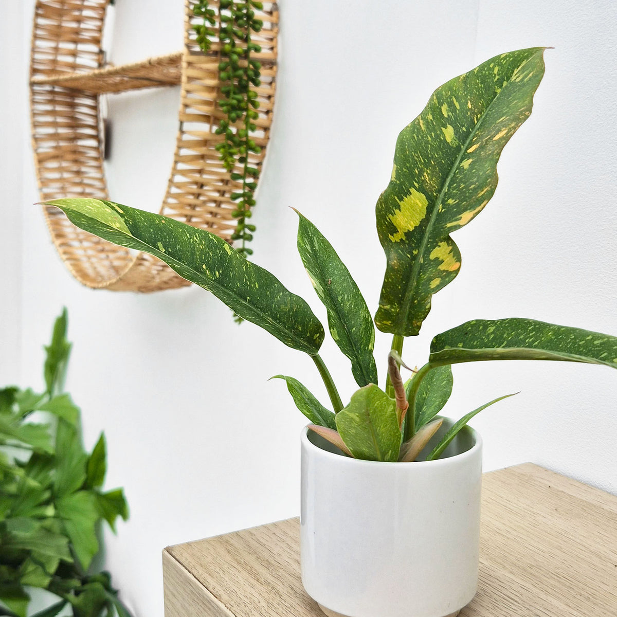 Philodendron Ring of Fire House Plant 6cm Pot
