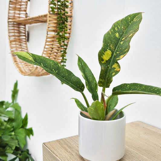 Philodendron Ring of Fire House Plant 6cm Pot