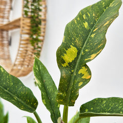 Philodendron Ring of Fire House Plant 6cm Pot
