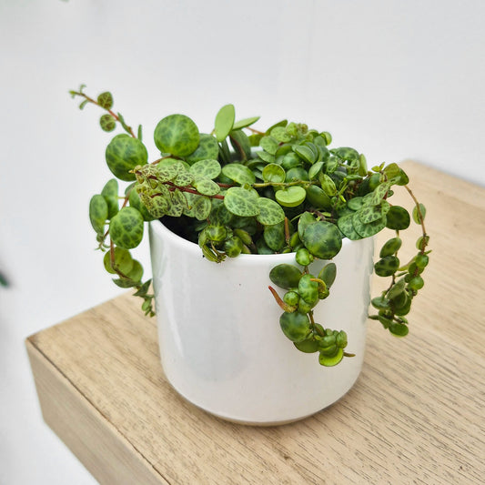Peperomia Prostrata Radiator House Plant 6cm Pot