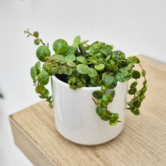 Peperomia Prostrata Radiator House Plant 6cm Pot
