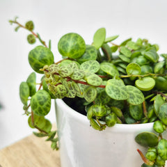 Peperomia Prostrata Radiator House Plant 6cm Pot