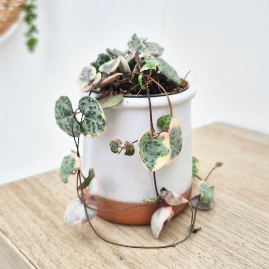 Variegated Ceropegia Woodii String of Hearts House Plant 6cm Pot