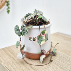 Variegated Ceropegia Woodii String of Hearts House Plant 6cm Pot