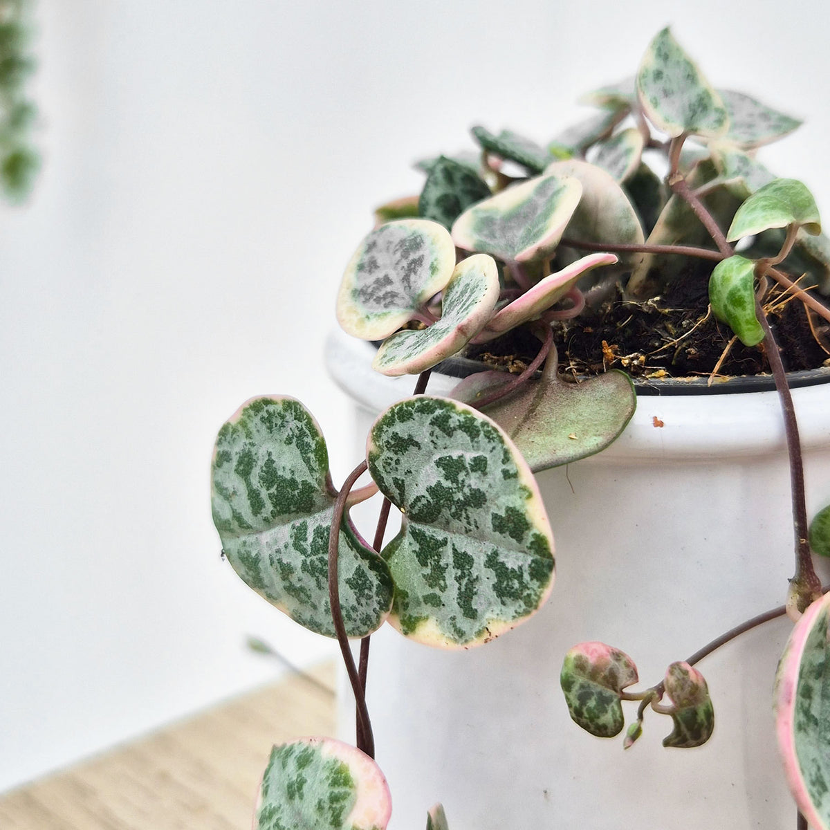 Variegated Ceropegia Woodii String of Hearts House Plant 6cm Pot