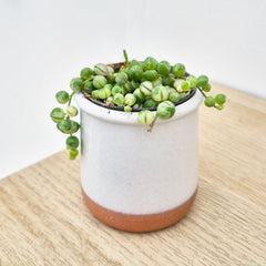Variegated String of Pearls Senecio Succulent House Plant 6cm Pot