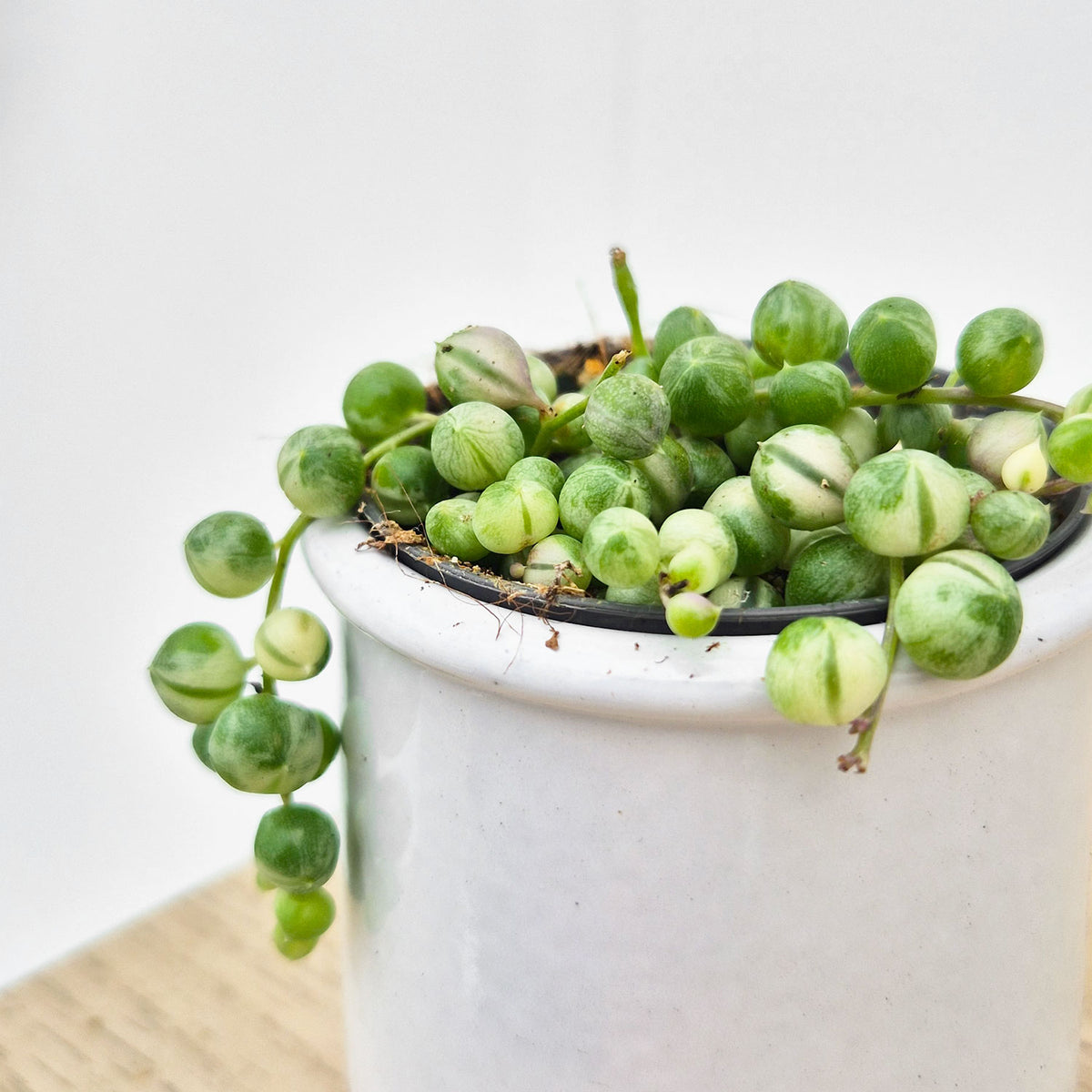 Variegated String of Pearls Senecio Succulent House Plant 6cm Pot