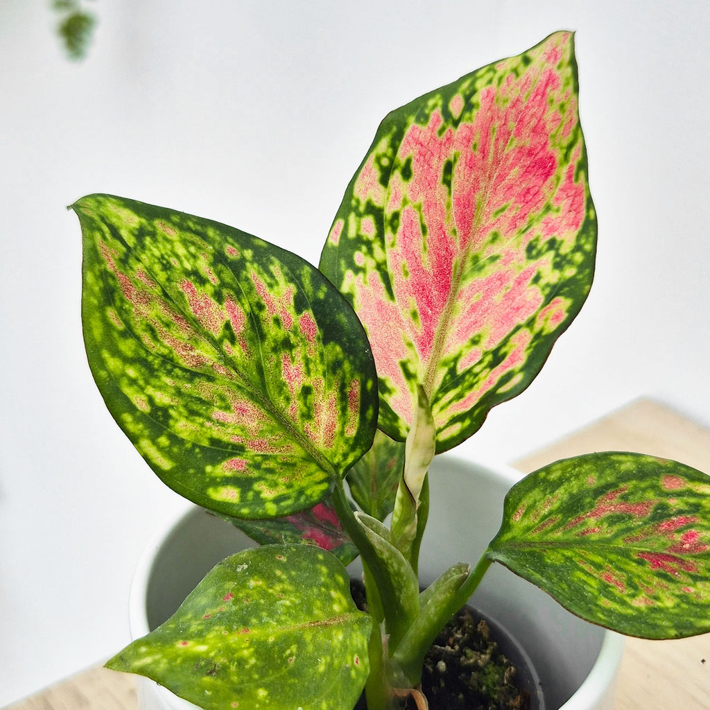 aglaonema red valentine price Aglaonema Red Valentine Chinese Evergreen House Plant 6cm Pot – Plants For All Seasons