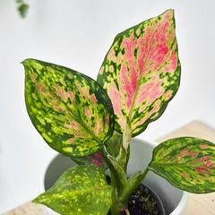 Aglaonema Red Valentine Chinese Evergreen House Plant 6cm Pot