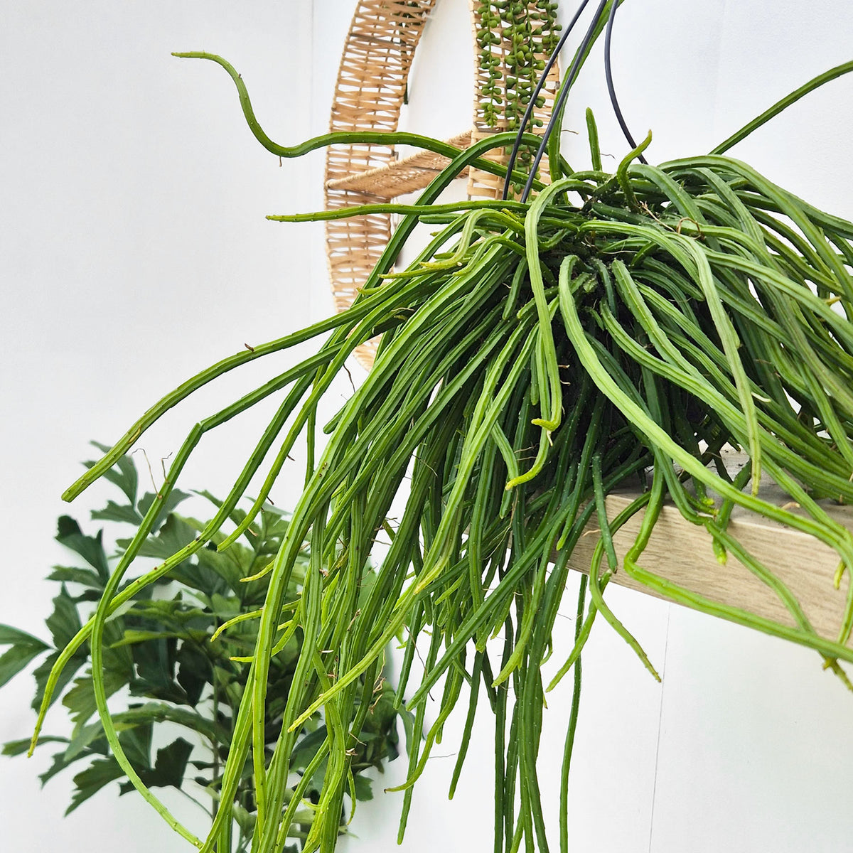 40 - 50cm Selenicereus Wercklei XXL in Hanging Pot 15cm Pot House Plant