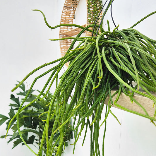 40 - 50cm Selenicereus Wercklei XXL in Hanging Pot 15cm Pot House Plant