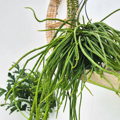 40 - 50cm Selenicereus Wercklei XXL in Hanging Pot 15cm Pot House Plant
