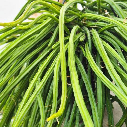 40 - 50cm Selenicereus Wercklei XXL in Hanging Pot 15cm Pot House Plant