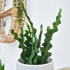 Epiphyllum Anguliger House Plant 6cm Pot